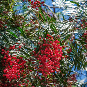 樹上掛著紅色漿果簇，背景是綠葉和藍天。 — 淺粉紅色美學動圖 壁紙
