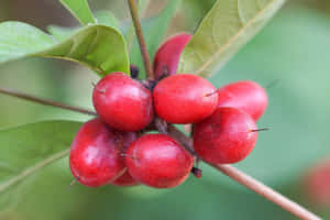 一簇鮮紅色的漿果掛在綠葉茂密的樹枝上。 — 士多啤梨 壁紙