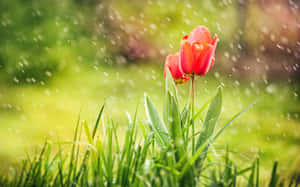 草地上的紅色鬱金香，雨滴落在陽光明媚的花園中。 — 雨天 壁紙