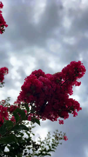 粉紅色紫薇花在多雲的天空下綻放。 — 攝影師 壁紙