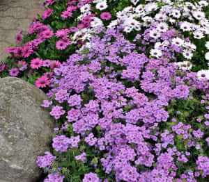 花園中一塊大灰色石頭旁密集的紫色、粉紅色和白色花朵。 — 薰衣草 壁紙