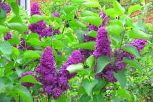 紫色丁香花在花園中盛開，背景有綠葉和磚牆。 — 紫色花朵 壁紙
