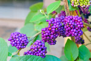 花園中樹枝上成串的成熟紫色漿果。 — 紫色花朵 壁紙