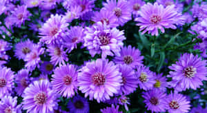 花園中一簇帶有綠葉的紫色紫菀花。 — 紫色花朵 壁紙