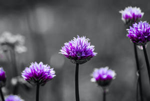 紫色細香蔥花對焦，灰色背景 — 紫色花朵 壁紙