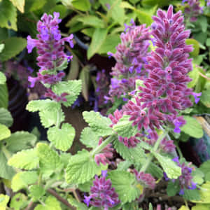 花園環境中帶有綠葉的紫色開花植物。 — iPad (A16) 壁紙
