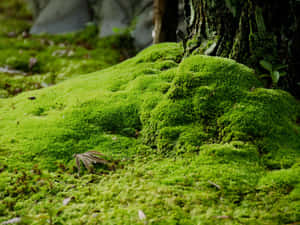 樹根附近森林地面上茂密的綠色苔蘚地毯