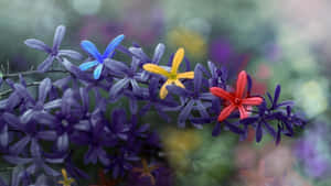 一枝盛開的紫色、藍色、黃色和紅色花朵，背景是模糊的花園。 — 花系美學 壁紙