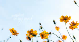 黃色大波斯菊花配上「sunshine on my mind」文字，背景為藍天 — 唯美花朵動圖 壁紙