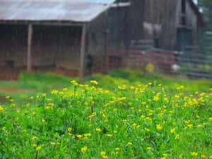 暴雨中草地上的黃色野花，背景有穀倉。 — 4:3 壁紙