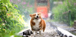 一隻哥基犬在鐵路軌道上開心地冒雨奔跑。
