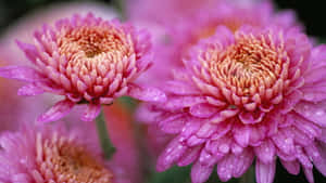 粉紅色菊花，花瓣上有露珠，柔焦效果。 — 粉紅花朵 壁紙