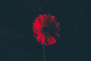 深色背景上的紅色雛菊