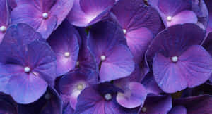 一簇紫色繡球花，花瓣上有露珠。 — 紫色花朵 壁紙