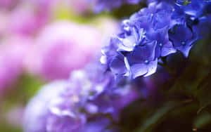 藍色和紫色繡球花的特寫，背景模糊。 — 花卉動畫 壁紙