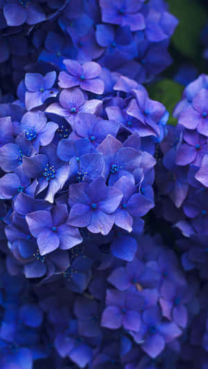 一簇藍色繡球花，花瓣柔軟，背景綠色。 — 花卉 iPhone 壁紙