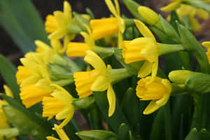 花園中一簇帶綠色莖的亮黃色水仙花。 — 3:2 壁紙