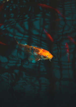 活潑鯉魚