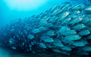 一大群魚喺藍色海洋中游水 — 海洋 壁紙