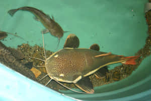 有長鬍鬚的斑點鯰魚在青綠色魚缸中游動，底部有礫石。 — 魚 壁紙