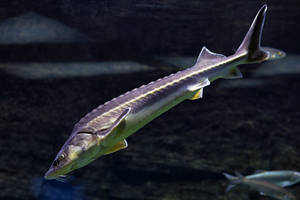 一條鱘魚在水下游泳，背景中有另一條魚。 — 海洋 壁紙