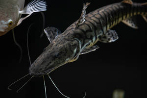 一條有長鬚的斑點鯰魚在另一條魚附近嘅黑暗水中游水。 — 暗色 壁紙