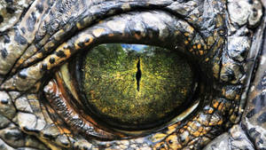 鱷魚眼睛反射出森林小徑，有一個人走遠。
