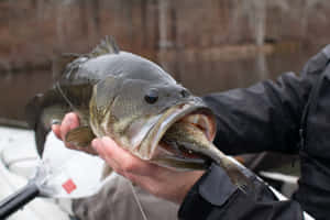 釣魚者在船上手持一條大鱸魚，魚嘴裡含著一條小魚。
