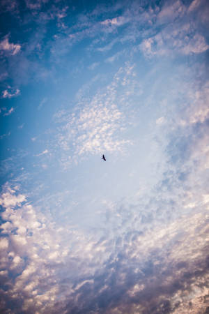 一隻鳥在佈滿雲彩的暮色天空中飛翔。