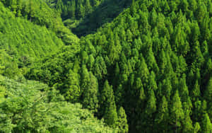 起伏嘅山脈被茂密嘅綠色針葉林覆蓋，喺明亮嘅陽光下。 — 森林 壁紙