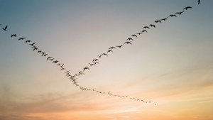 鳥群以V形飛越日落天空
