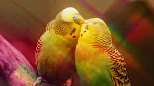 兩隻虎皮鸚鵡在色彩繽紛的棲木上互相依偎。 — 鳥 壁紙