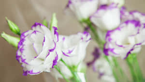 柔和焦點花束中的紫色邊緣白色花朵