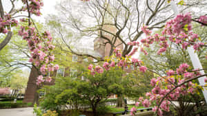 粉紅色的櫻花襯托著春天磚造的大學建築。