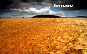 暴風雨天空下的金色麥田，Lenovo標誌可見。