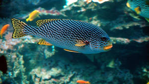 一條藍黃條紋魚與其他色彩繽紛的魚一起滑過珊瑚礁。
