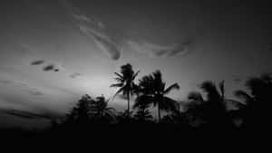 棕櫚樹剪影映襯著多雲的黃昏天空，黑白風格。 — 夜空 壁紙