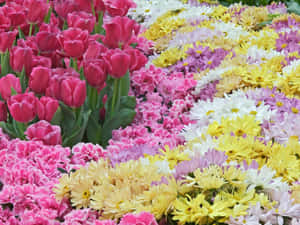 色彩繽紛的花園，盛開著粉紅色鬱金香、康乃馨和黃色雛菊。