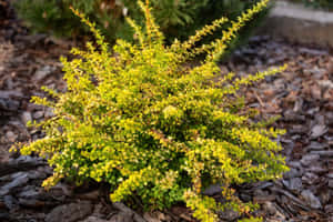在覆蓋了覆蓋物的花園苗床中生長茂盛的黃綠色灌木。