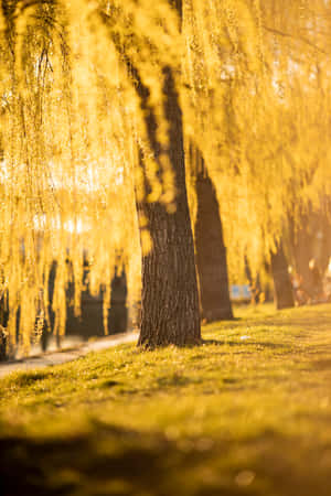金色柳枝垂落在陽光普照的公園草地上。 — 森林 壁紙