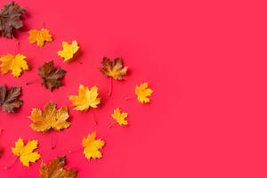 秋日楓葉，黃色和棕色在粉紅色背景上。