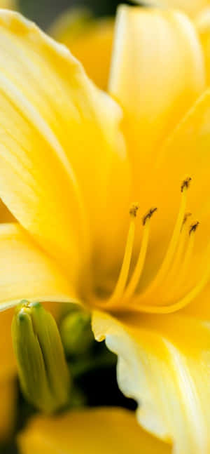 鮮黃色百合花，花瓣柔軟，雄蕊清晰。