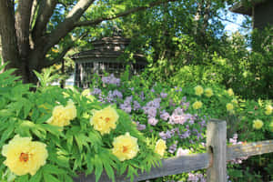黃色牡丹和紫色丁香花在木柵欄上綻放，背景有涼亭。