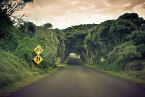 一條綠樹成蔭的道路，帶有供騎單車者和行人使用的黃色標誌。