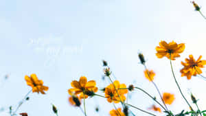 黃色大波斯菊配上「sunshine on my mind」文字，背景為藍天。