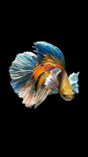 一條色彩繽紛的鬥魚，魚鰭流動，在黑色背景上游動。