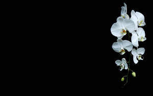 白色蘭花在黑色背景下優雅地垂下。