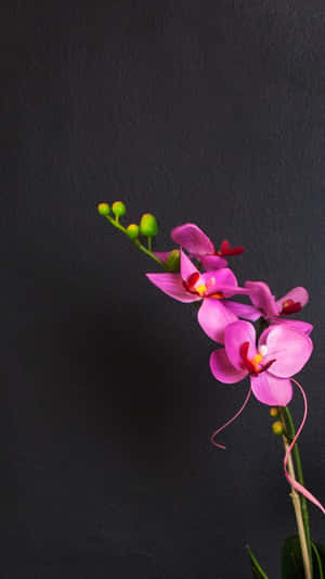 粉紅色蘭花與綠色花蕾在深色木炭背景上