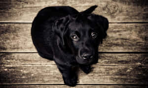 黑色幼犬從木地板向上望