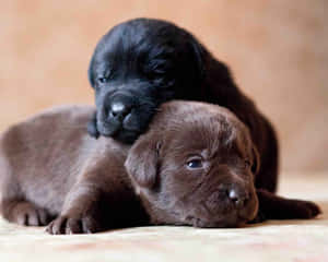 兩隻拉布拉多幼犬在柔軟表面上依偎在一起。